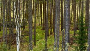 Climate Change Timber Frame Solution